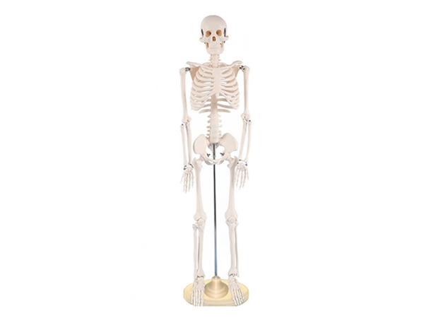 人体骨骼模型42cm
