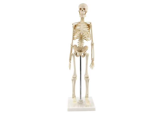 人体骨骼模型85cm
